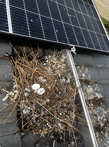 a bird nest that was under a rooftop solar panel installation